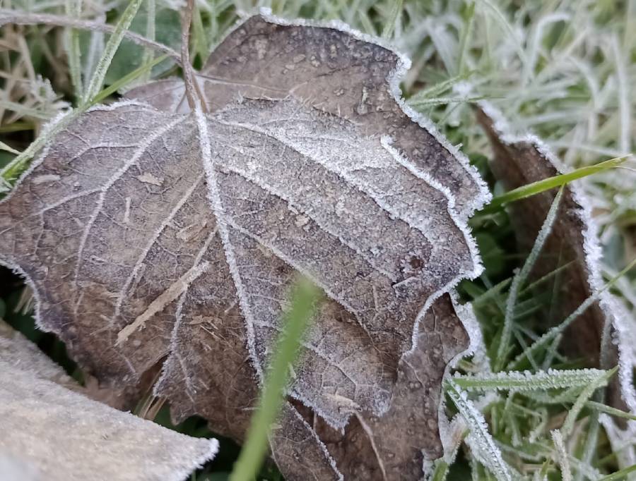 Sigue el frío en Funes: qué hay que tener en cuenta para salvar tus plantas del hielo antes de que sea tarde